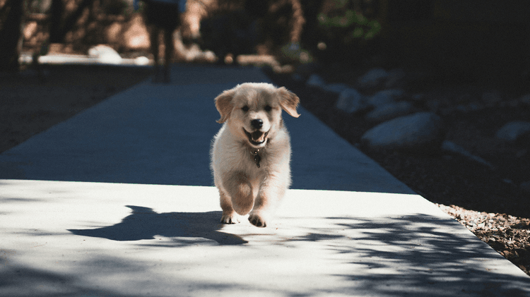 10 Essential Dog Training Commands Every New Pet Owner Must Know
